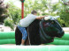 Dino park Rezi 7