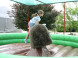 Dino park Rezi 10