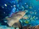 Tropicarium Oceanárium - Budapest 15