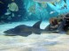 Tropicarium Oceanárium - Budapest 16