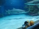 Tropicarium Oceanárium - Budapest 18