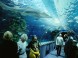 Tropicarium Oceanárium - Budapest 1
