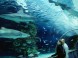 Tropicarium Oceanárium - Budapest 3