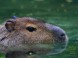 Veszprém - Zoologická záhrada Kálmána Kittenbergera 3