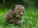 Veszprém - Zoologická záhrada Kálmána Kittenbergera 6
