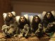 Veszprém - Zoologická záhrada Kálmána Kittenbergera 11