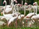 Veszprém - Zoologická záhrada Kálmána Kittenbergera 13