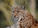 Veszprém - Zoologická záhrada Kálmána Kittenbergera 14