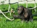 Veszprém - Zoologická záhrada Kálmána Kittenbergera 15