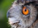 Veszprém - Zoologická záhrada Kálmána Kittenbergera 16