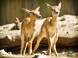 Veszprém - Zoologická záhrada Kálmána Kittenbergera 17