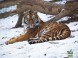 Veszprém - Zoologická záhrada Kálmána Kittenbergera 18