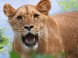 Veszprém - Zoologická záhrada Kálmána Kittenbergera 20