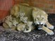 ZOO Budapešť 12