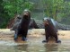 ZOO Budapešť 25