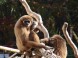 ZOO Debrecen 5