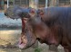 ZOO Debrecen 7