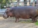 ZOO Debrecen 8