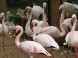 ZOO Debrecen 10