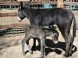 ZOO Debrecen 11