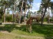 ZOO Debrecen 18