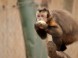 ZOO - Kecskemét 1