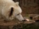 ZOO - Kecskemét 3