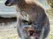 ZOO Miskolc 11