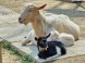 ZOO Miskolc 12
