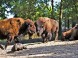 ZOO Nyíregyháza 8