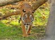 ZOO Nyíregyháza 19