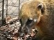 ZOO Nyíregyháza 23