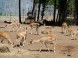 ZOO Nyíregyháza 1