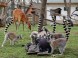 ZOO Nyíregyháza 3