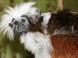 Zoologická a botanická zahrada - Jászberény 5