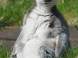 ZOO Miskolc 1