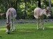 ZOO Miskolc 3