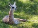 ZOO Miskolc 5