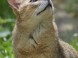 ZOO Miskolc 7
