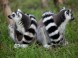 Zoologická zahrada Xantus János - Győr 3