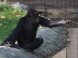 Zoologická zahrada Xantus János - Győr 4