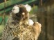 Zoologická zahrada Xantus János - Győr 6