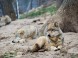 Zoopark - Budakeszi  2