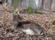 Zoopark - Budakeszi  4