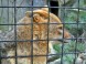 Zoopark - Budakeszi  5