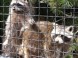Zoopark - Budakeszi  7