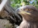Zoopark - Budakeszi  9
