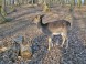 Zoopark - Budakeszi  14