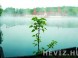 Termální jezero Hévíz, Hévíz 8
